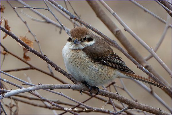 Red-tailed  Shrik...